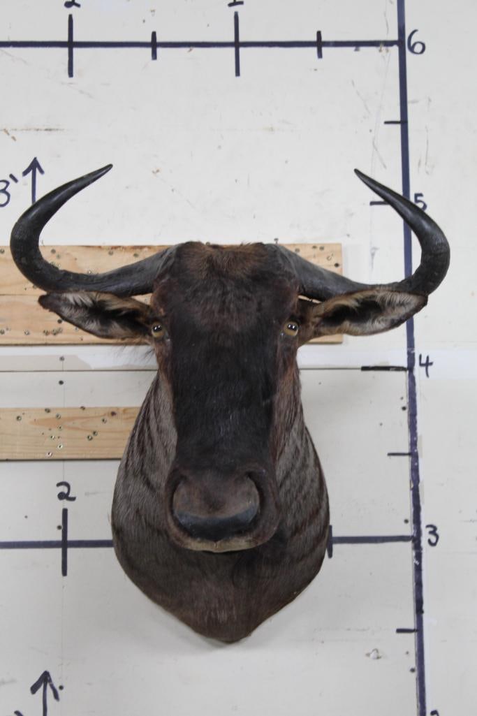 WILDEBEEST Shoulder Mount (1 of 11)