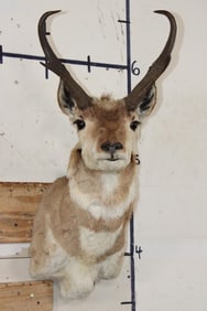 PRONGHORN Shoulder Mount