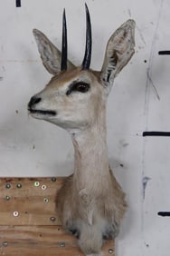 STEENBOK Shoulder Mount
