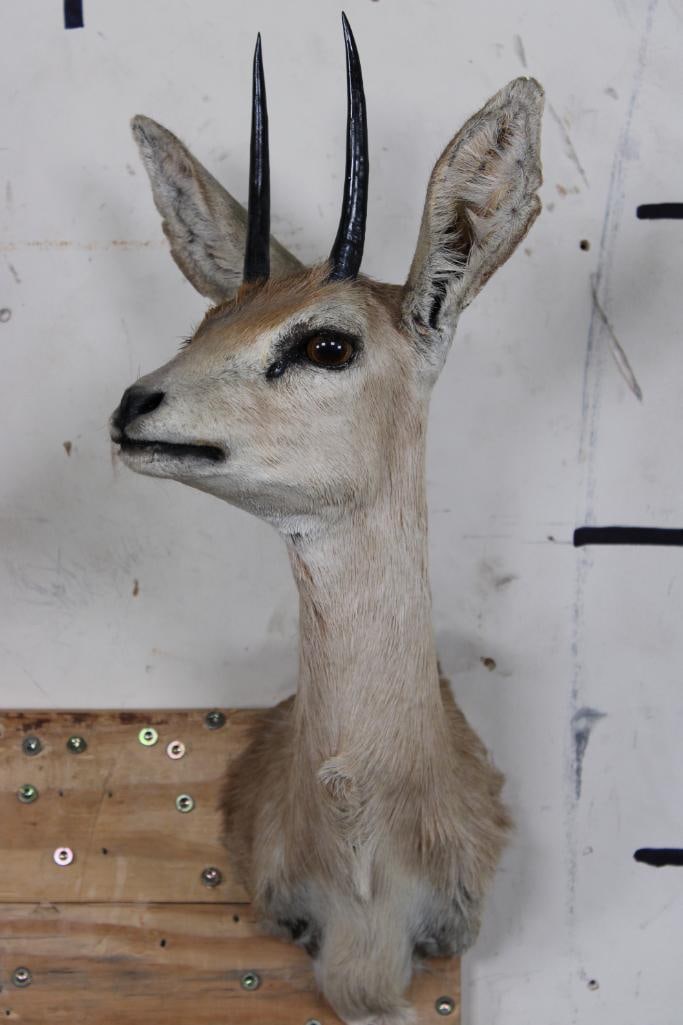 STEENBOK Shoulder Mount: This STEENBOK Shoulder Mount is in Good Condition. The Right Horn measures 4 1/8" Long and the Left Horn measures 4.25" Long. TAXIDERMY