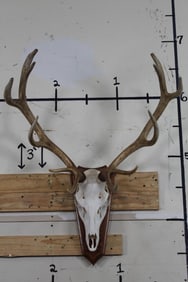 STAG Skull Euro Mount on Nice Wooden Plaque