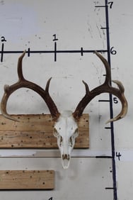 9-Point WHITETAIL DEER Skull with All its Teeth