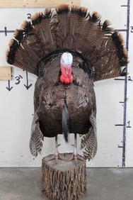 Life-sized Strutting TURKEY on a Log Stump Base