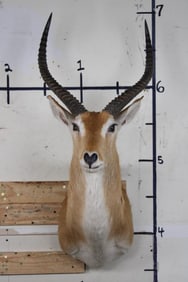 *TEXAS RESIDENTS ONLY*! RED LECHWE Shoulder Mount