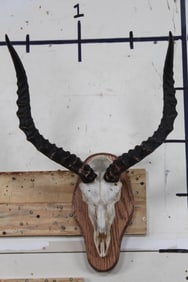 IMPALA Skull on a Wooden Plaque