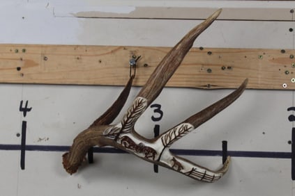 Scrimshawed WHITETAIL DEER Antler Shed