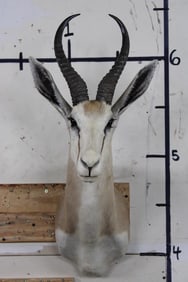 COMMON SPRINGBOK Shoulder Mount
