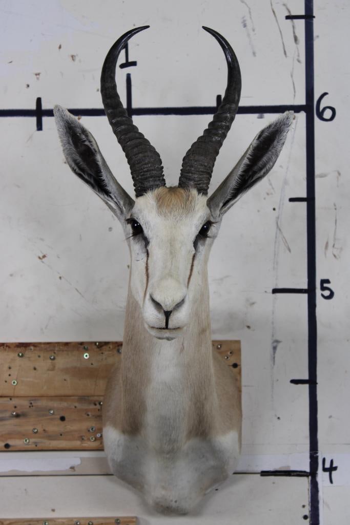 COMMON SPRINGBOK Shoulder Mount (1 of 10)