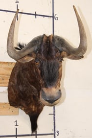 BLACK WILDEBEEST Shoulder Mount