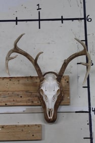 7-Point WHITETAIL DEER Skull on a Wooden Plaque