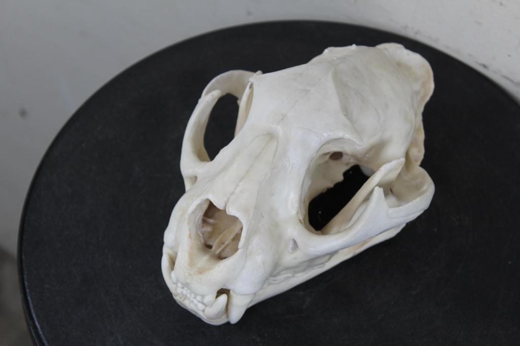 MOUNTAIN LION/COUGAR Skull: Nice and Clean MOUTAIN LION/COUGAR Skull with All its Teeth and a glued closed jaw. It measures 8" Long x 5.5" Wide. TAXIDERMY