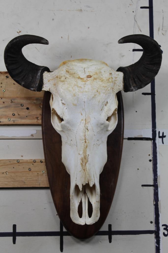 WATER BUFFALO Skull on a Wooden Plaque: WATER BUFFALO Skull on a Wooden Plaque. The Skull measures 20" Tall. The Wooden Plaque measures 22" Tall x 10.75" Wide. TAXIDERMY
