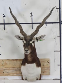 BLACKBUCK Shoulder Mount