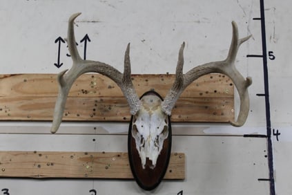 9-Point WHITETAIL DEER Skull on a Wood Plaque