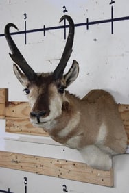 PRONGHORN Shoulder Mount