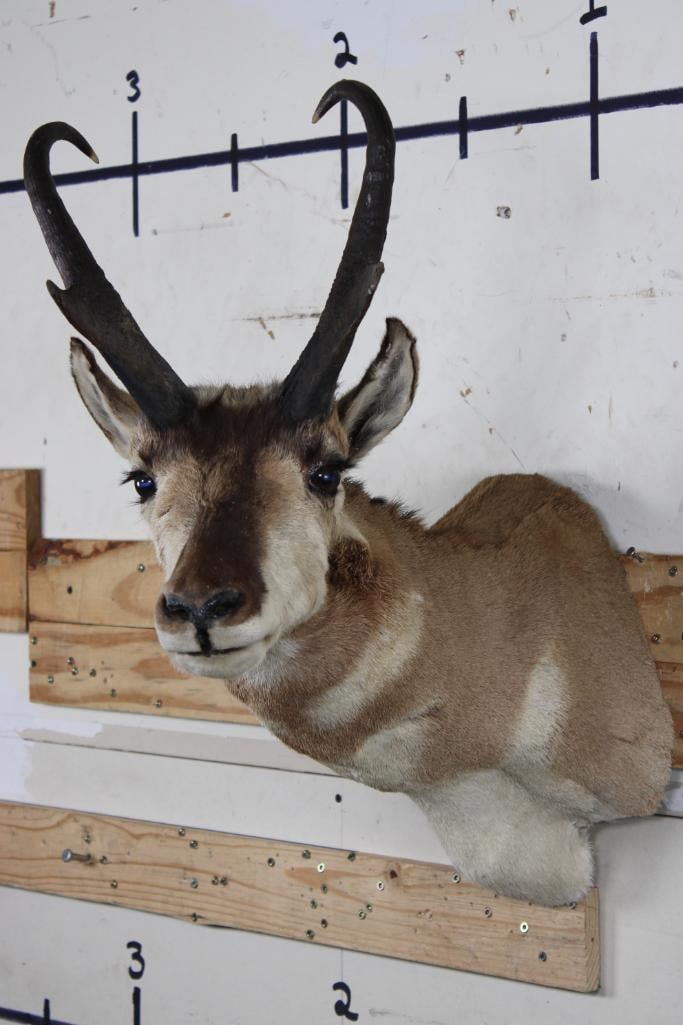 PRONGHORN Shoulder Mount (1 of 8)
