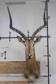 Big IMPALA Shoulder Mount