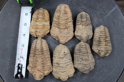 7 TRILOBITE Fossils From Morocco (ONE$)