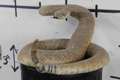 Life-sized Striking Western Diamondback RATTLESNAKE