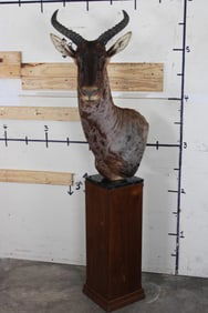 TSESSEBE on a Marble and Wood Pedestal Mount