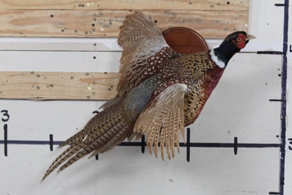 Life-sized Flying PHEASANT mounted on a Round Wooden Wall Hanger