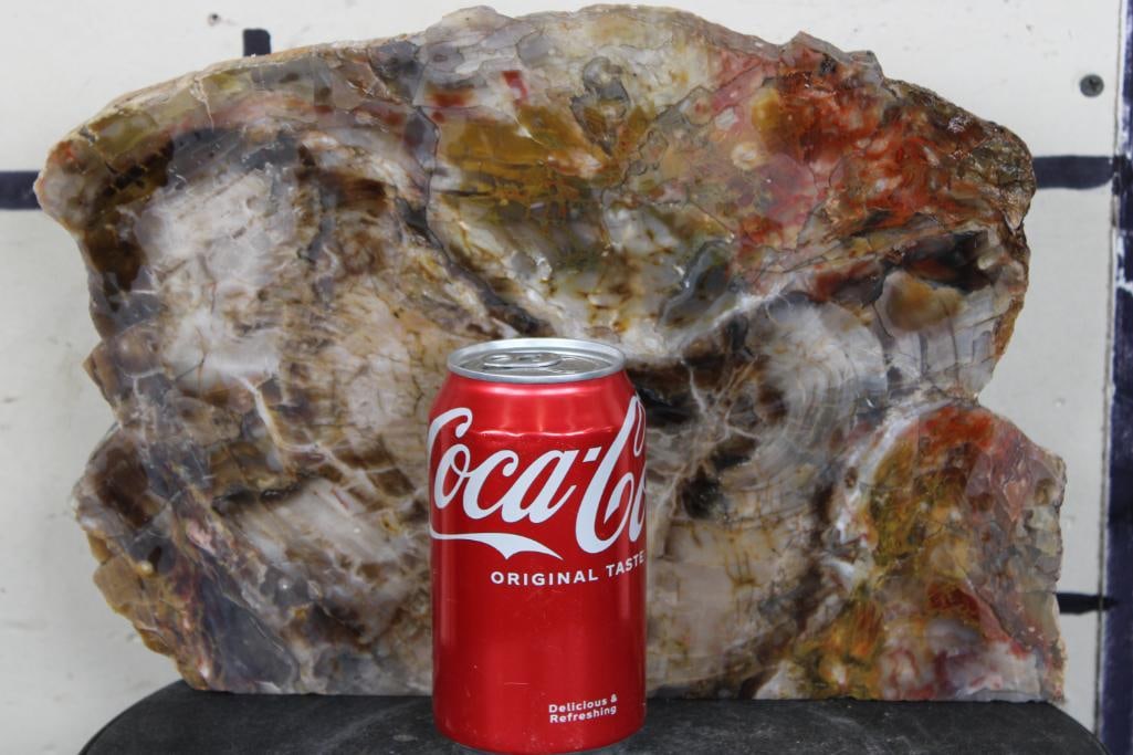 Arizona Rainbow Agatized PETRIFIED WOOD Slice (1 of 7)