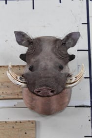 WARTHOG Shoulder Mount