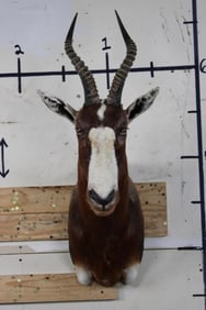 BLESBOK Shoulder Mount