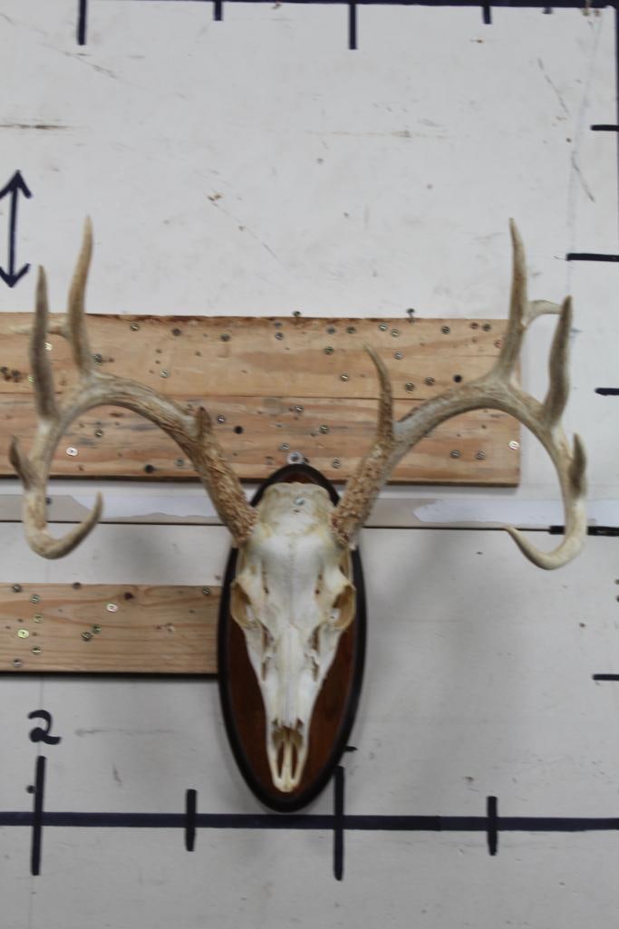 12-Point WHITETAIL DEER Skull on a Wooden Plaque: Nice 12-Point WHITETAIL DEER Skull. It has All its Teeth and a 21" Spread. It is mounted on a wooden plaque. TAXIDERMY
