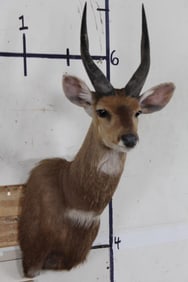 BUSHBUCK Shoulder Mount
