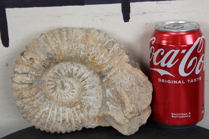 AMMONITE Fossil from Madagascar