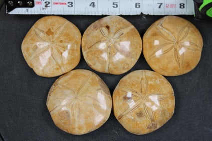 5 SEA URCHIN Fossils (ONE$)