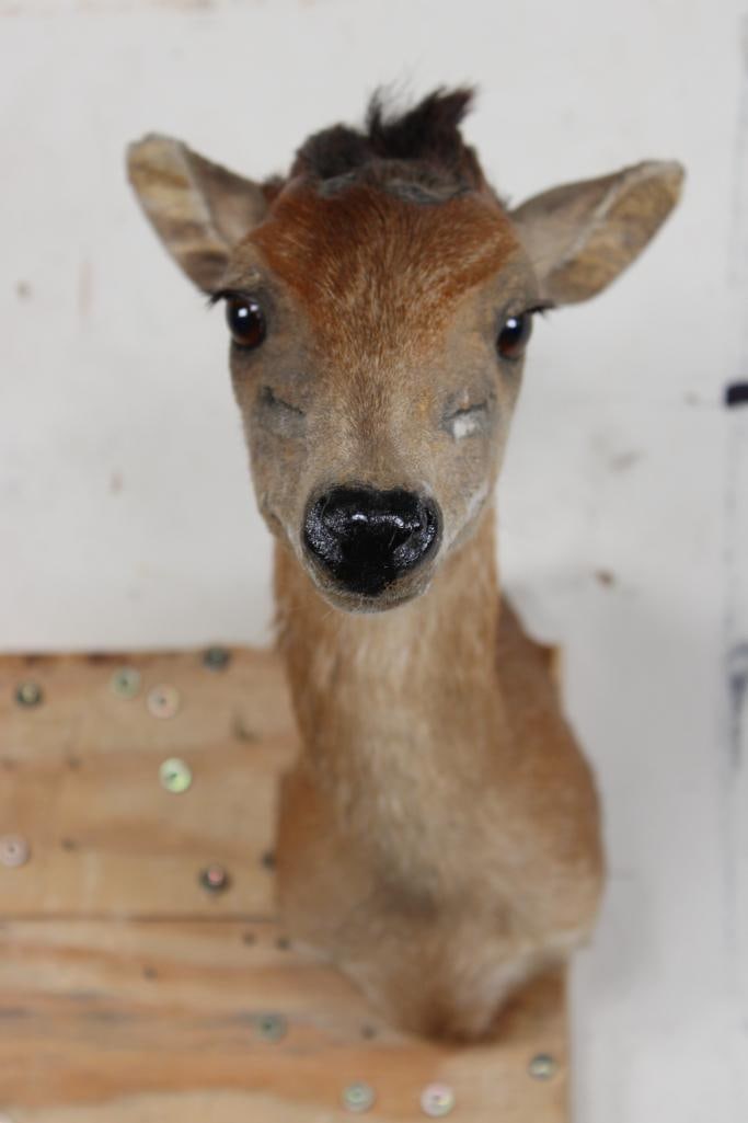 RED DUIKER Shoulder Mount (1 of 7)