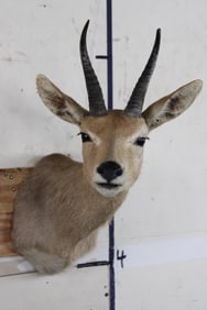 MOUNTAIN REEDBUCK Shoulder Mount
