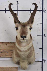 PRONGHORN Shoulder Mount