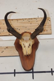 PRONGHORN Skull on a Wooden Plaque