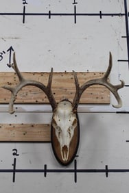 9-Point WHITETAIL DEER Skull on a Wooden Plaque
