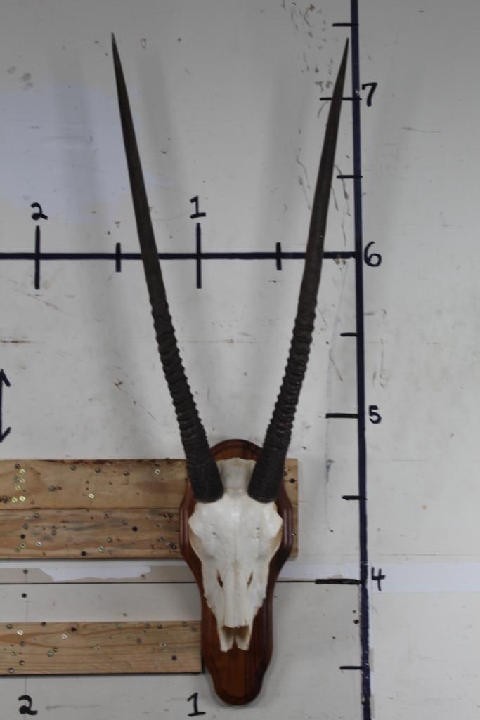 GEMSBOK Skull on a Wooden Plaque: GEMSBOK Skull on a wooden plaque. It has All its Teeth but no nose cone. His horns are long! The Right Horn measures approx. 33 5/8" Long and the Left Horn measures approx. 32 1/8" Long. The wooden pl