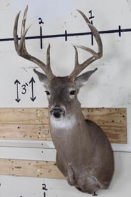 8-Point WHITETAIL DEER Shoulder Mount