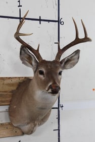 8-Point WHITETAIL DEER Shoulder Mount