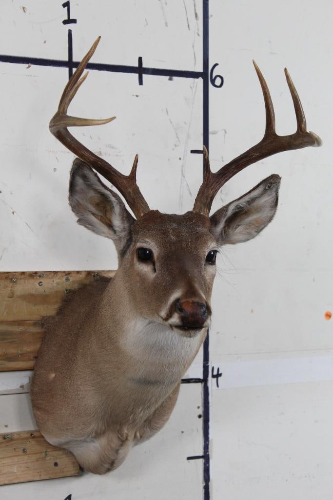 8-Point WHITETAIL DEER Shoulder Mount (1 of 10)