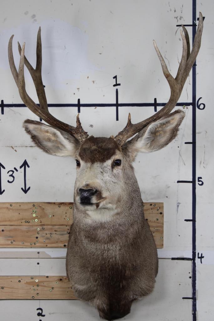10-Point MULE DEER Shoulder Mount (1 of 10)