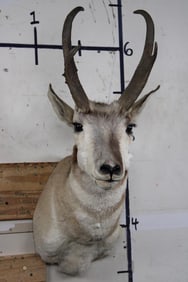 PRONGHORN Shoulder Mount
