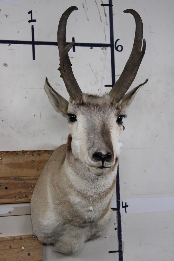 PRONGHORN Shoulder Mount (1 of 7)