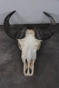 CAPE BUFFALO Skull
