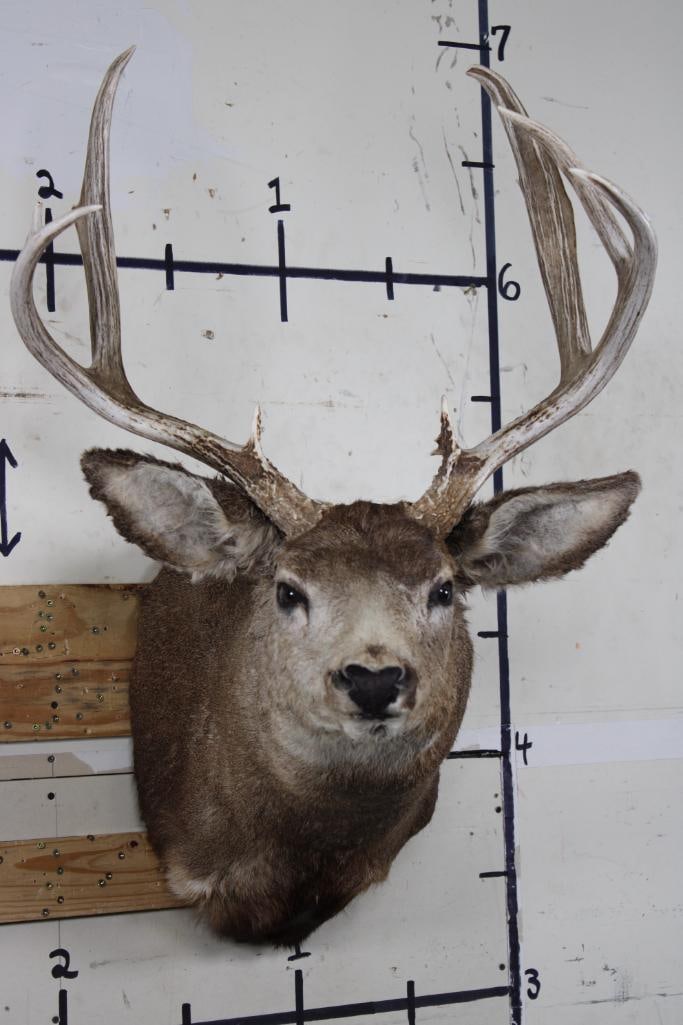 9-Point MULE DEER Shoulder Mount (1 of 9)