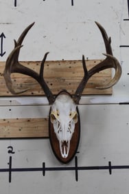 10-Point WHITETAIL DEER Skull on a Wooden Plaque