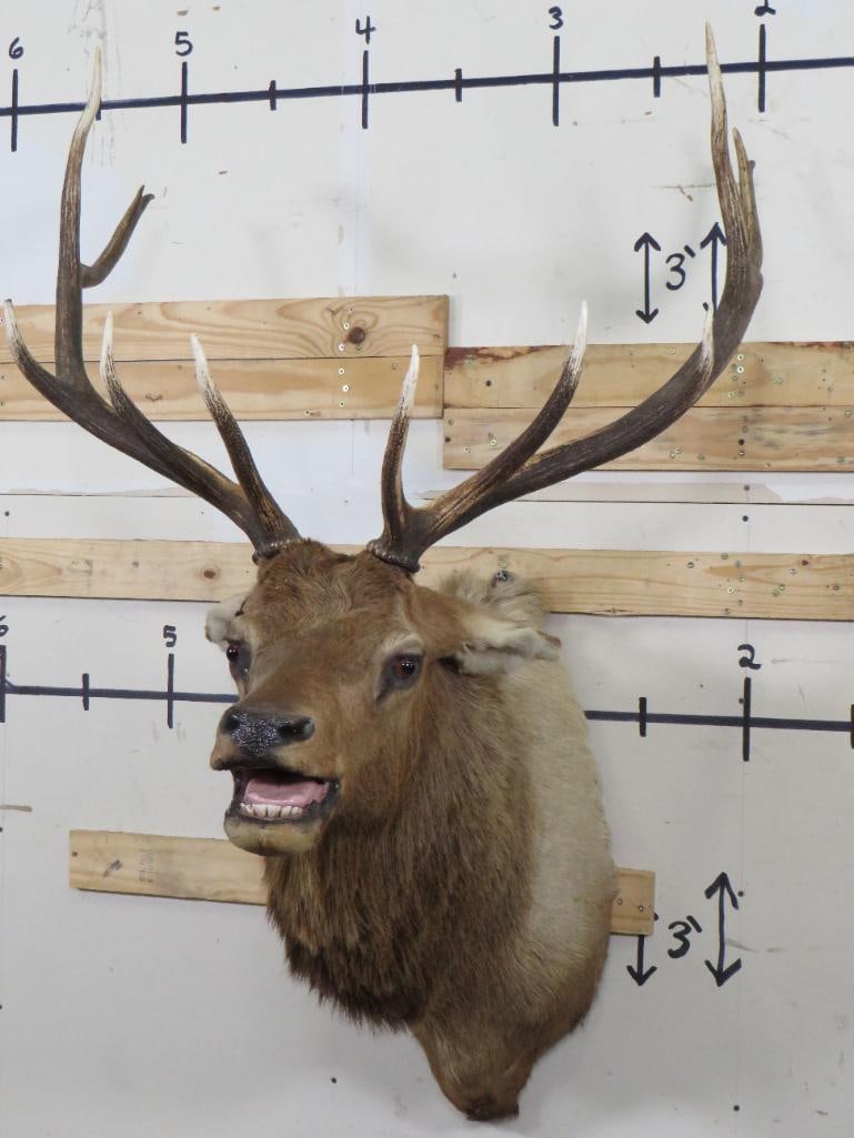 Bugling 12-Point ELK Shoulder Mount (1 of 11)