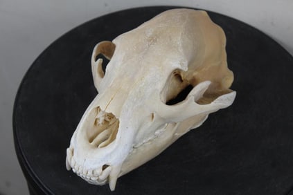 BLACK BEAR SKULL with All its Teeth