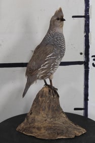 Life-sized Scaled QUAIL mounted on a Real Wood Stump Base